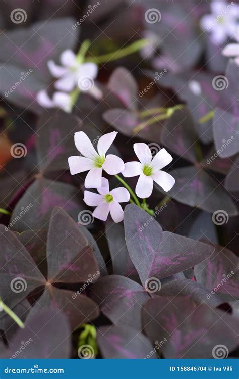 Purple shamrock stock photo. Image of outdoors, flower - 158846704