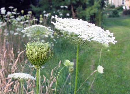 Wilderness Survival - Edible Plants - Wild Carrot