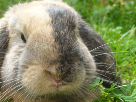 File:Lapin nain bélier (face).JPG - Wikimedia Commons