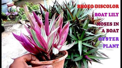 Grow and care guide for Rhoeo discolor/ Boat lily/ Oyster plant; an ...