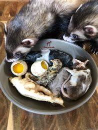 Can You Feed Ferrets Raw Meat? - Pet Food Guide