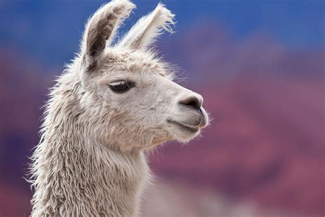 Guanaco | San Diego Zoo Animals & Plants