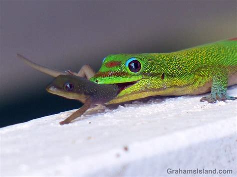 Gold Dust Day Gecko Care Sheet | Wiki | Reptiles Amino