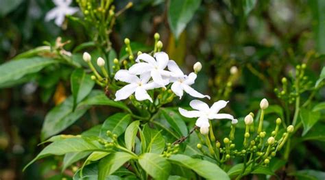 Jasmine Varieties: 14 Different Types of Jasmine