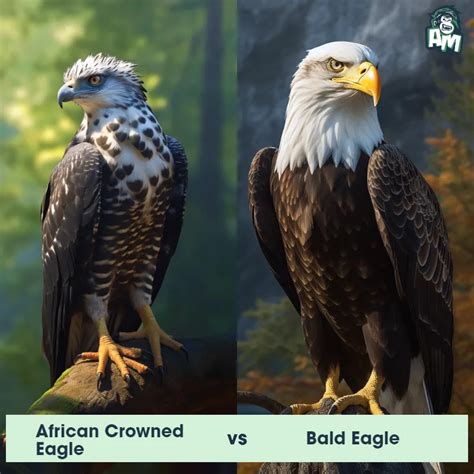 African Crowned Eagle vs Bald Eagle: See Who Wins | Animal Matchup