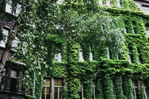 Creeper Ivy Photograph by Pati Photography - Fine Art America