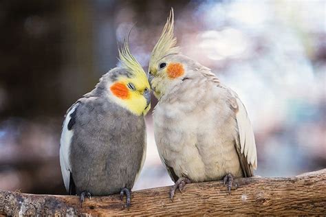 Cockatiel » Pet Bird Profile: Cage, Sounds, Food, Care, Lifespan