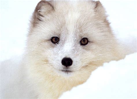 Baby Arctic Fox