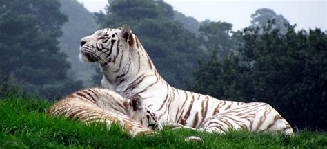 Top 5 Wildlife Sanctuary & National Park in Tamil Nadu