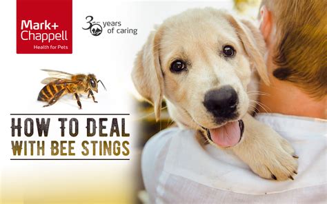 How Do You Remove A Bee Sting From A Dog