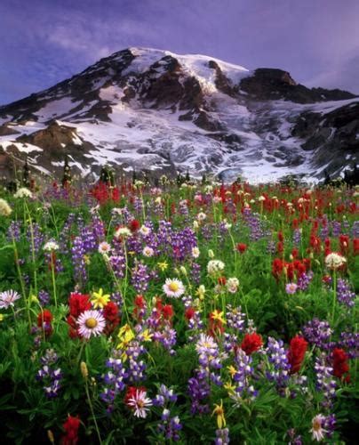 Mount Rainier National Park Honored For Its Colorful Wildflowers | National Parks Traveler