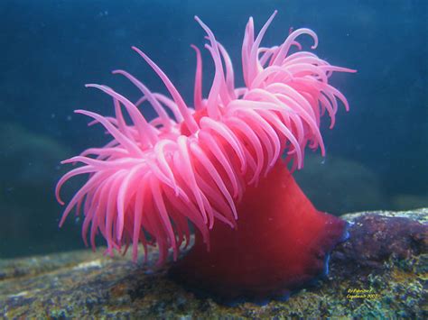 Actinia - Wikipedia