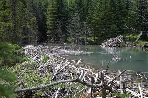 Beaver Dam And Lodge Photograph by Ted Kinsman - Pixels