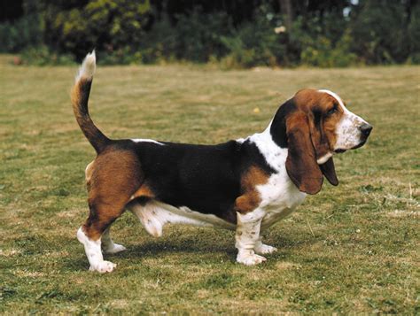 Basset Hound Wallpapers - Wallpaper Cave