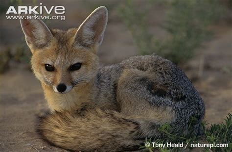 Cape fox - Alchetron, The Free Social Encyclopedia