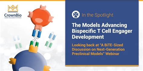 Preclinical Models for Bispecific T Cell Engager Development