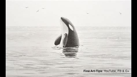 How to Draw a Killer Whale - Orca - YouTube