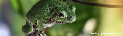 Nature Canada – Navigating Tree Frogs in Your Region