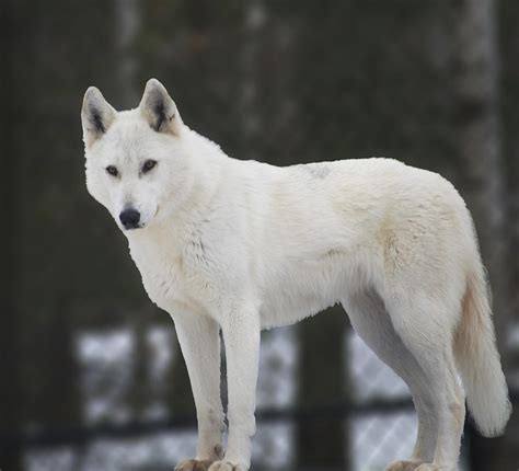 White Wolf Photograph by Elaine Mikkelstrup - Fine Art America