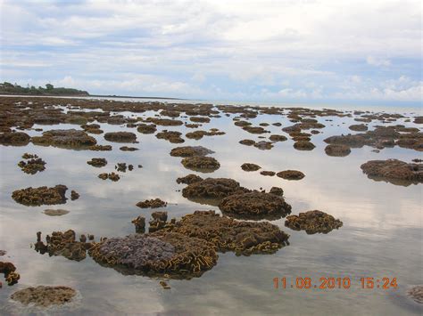 Intertidal and subtidal ecosystem types of Central Queensland (Department of Environment ...