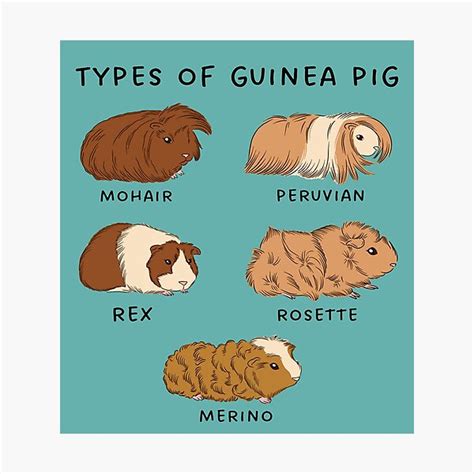 "Types of Guinea pig 3 - funny guinea pig gift" Photographic Print for ...