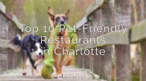 Top 10 Pet-Friendly Restaurants in Charlotte, NC