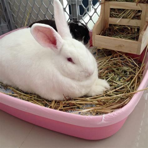 Rabbit Rescue Sanctuary: NEW ZEALAND WHITE RABBITS FOR ADOPTION