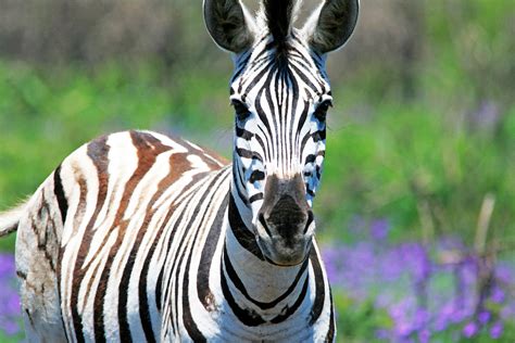 Zebra Face Free Stock Photo - Public Domain Pictures