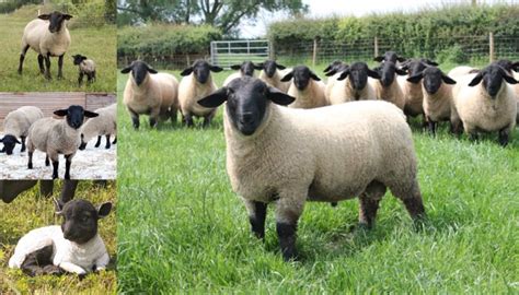 11 Best Sheep Breeds for Meat Production