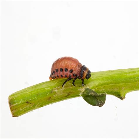 APHA on Twitter: "Colorado potato beetle larvae has been identified on ...