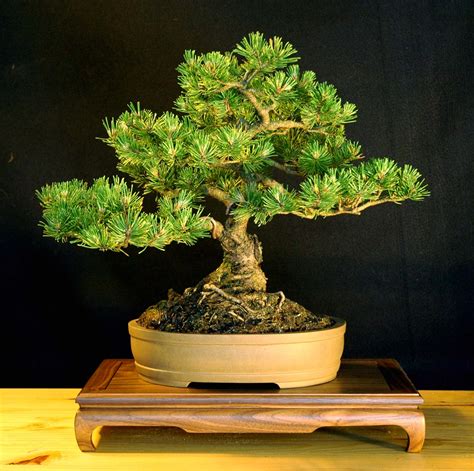 Mugo Pine: Pinus Mugo Mugus | Bonsai Nut