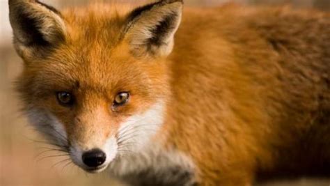 Amazing Facts about Red Foxes | OneKindPlanet Animal Education