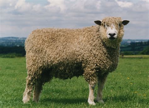 Cotswold Sheep Category 4 'At Risk' 900-1500 registered breeing ewes in the UK. | Sheep breeds ...