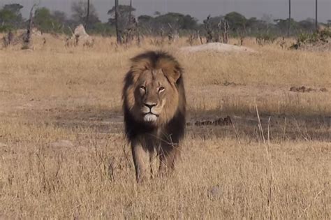 Cecil the lion: The killing that’s enraged the internet, explained - Vox