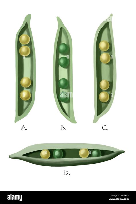 Gregor Mendel Pea Plants