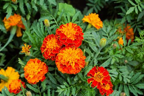 October Birth Flower + More: Marigold | ProFlowers