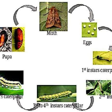 Life cycle of Helicoverpa armigera. | Download Scientific Diagram