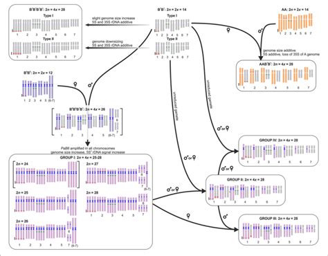 | Model of the origin and evolution of polyploids in the Prospero... | Download Scientific Diagram