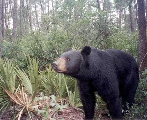 Florida black bear - Wikipedia