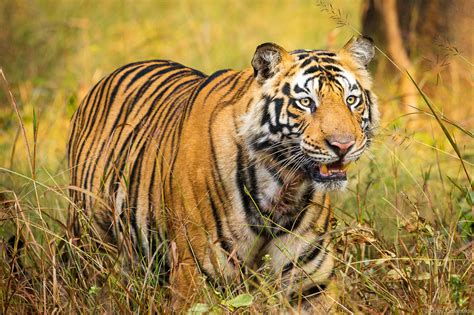 Bengal Tiger | Bandhavgarh National Park, India | Grant Ordelheide ...