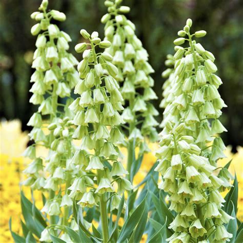 Fritillaria Planting Guide – Easy To Grow Bulbs