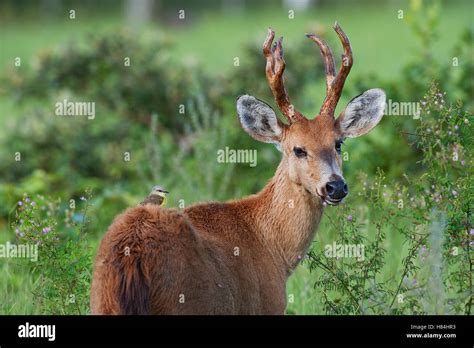 Marsh Deer (Blastocerus dichotomus) male, Pantanal, Brazil Stock Photo ...