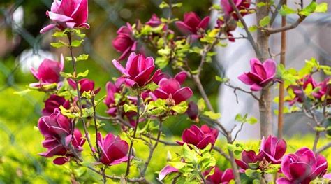 Pink Magnolia Tree: A Beautiful Addition To Any Garden - Discover The ...