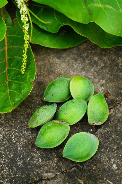 Premium Photo | Terminalia catappa, ketapang almond. buah ketapang hijau