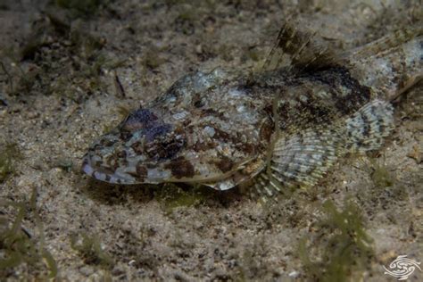 Crocodilefish- Facts Photographs and Video | Seaunseen