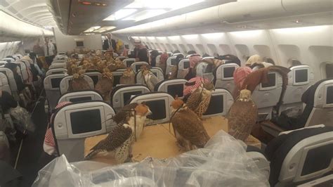 Falcons on a plane: First class treatment for birds of prey | CNN