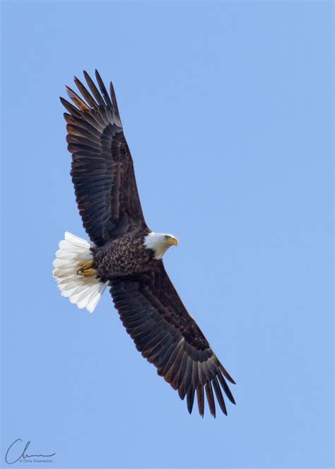 Bald Eagle wingspan by Chris Greenwood