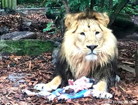 BabyN's Day Out at the Bristol Zoo Gardens | Blogs by FA