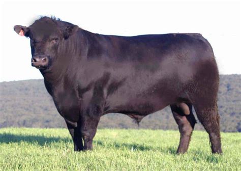 Angus Cattle - Knowledge Base LookSeek.com