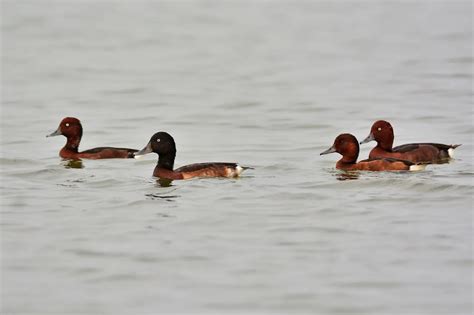 Madagascar Pochards (Aythya innotata) Information | Earth Life